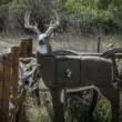feradyne-outdoors-glendel-pre-rut-buck-4-sided-insert Feradyne Outdoors GlenDel Pre-Rut Buck 4-sided insert